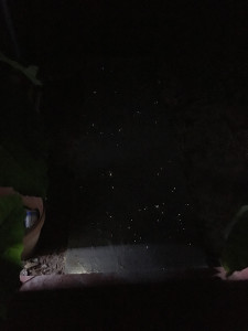 Night photo showing visible light points in the finished fiber optic concrete sidewalk